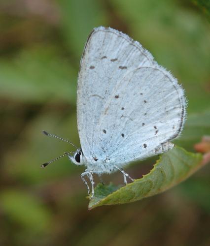 Réf. 222 997 : Celastrina argiolus